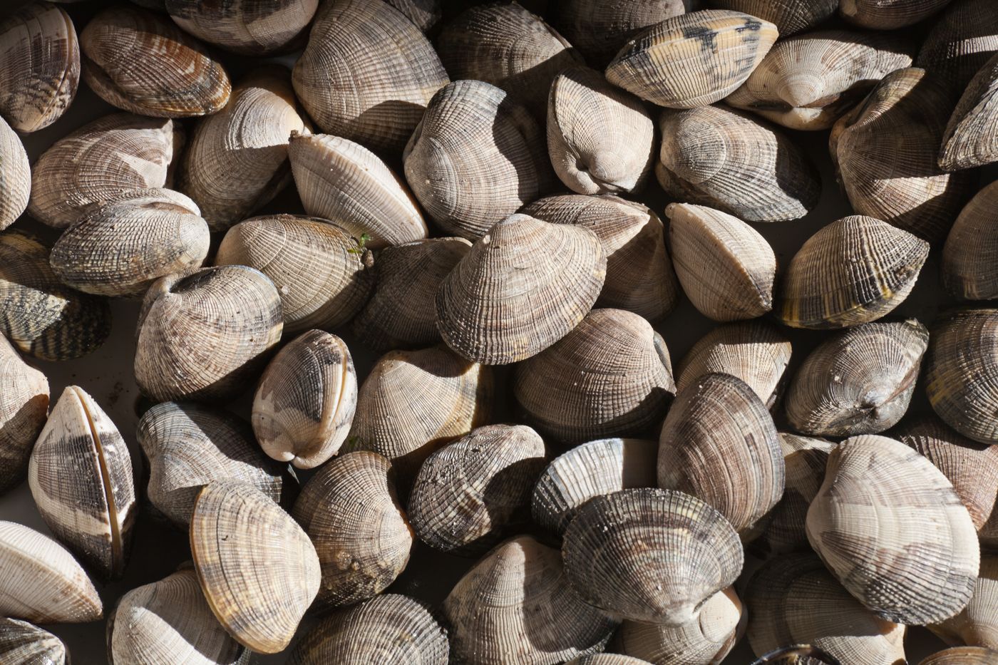 Manila clam (bajirak)
