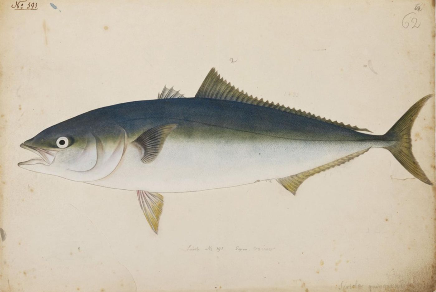 Japanese amberjack (bangeo)