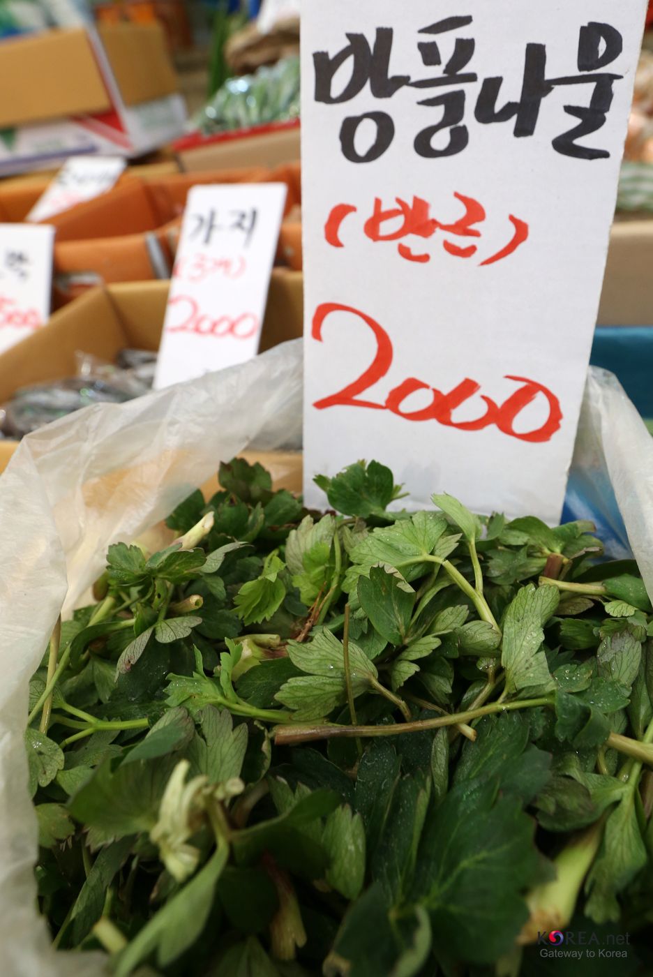 Coastal hog fennel (bangpung-namul)