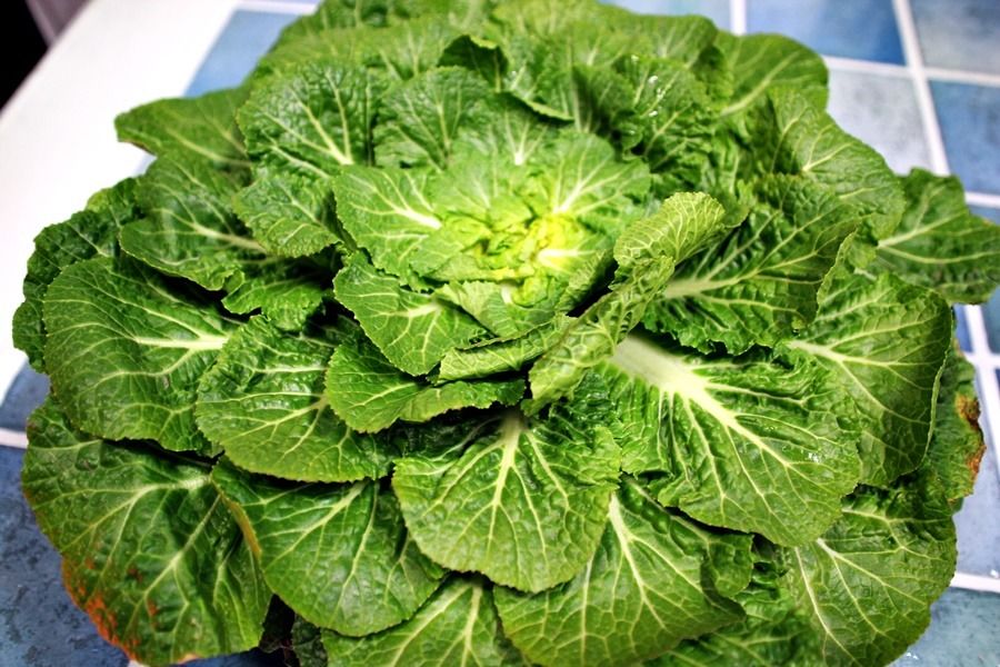 Bomdong (spring cabbage)