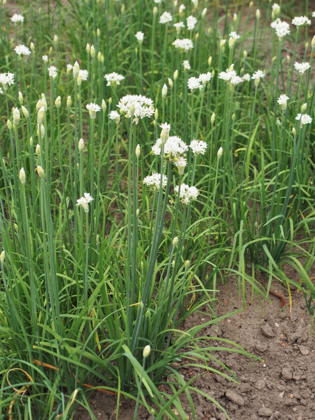 Garlic chives (buchu)