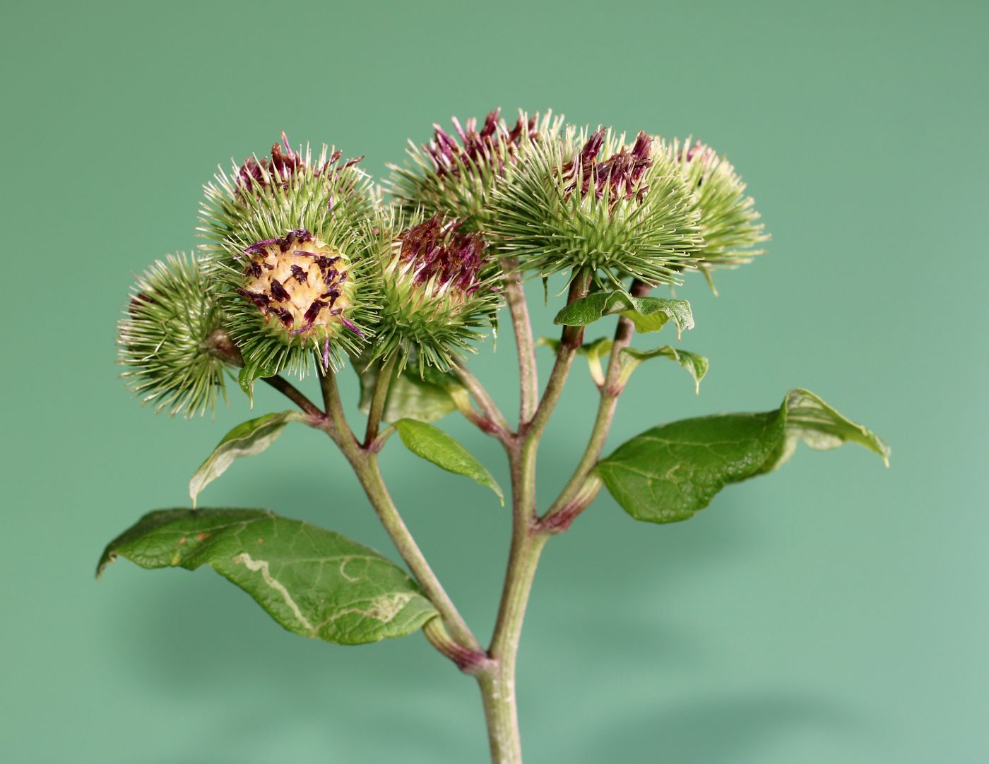 Burdock root