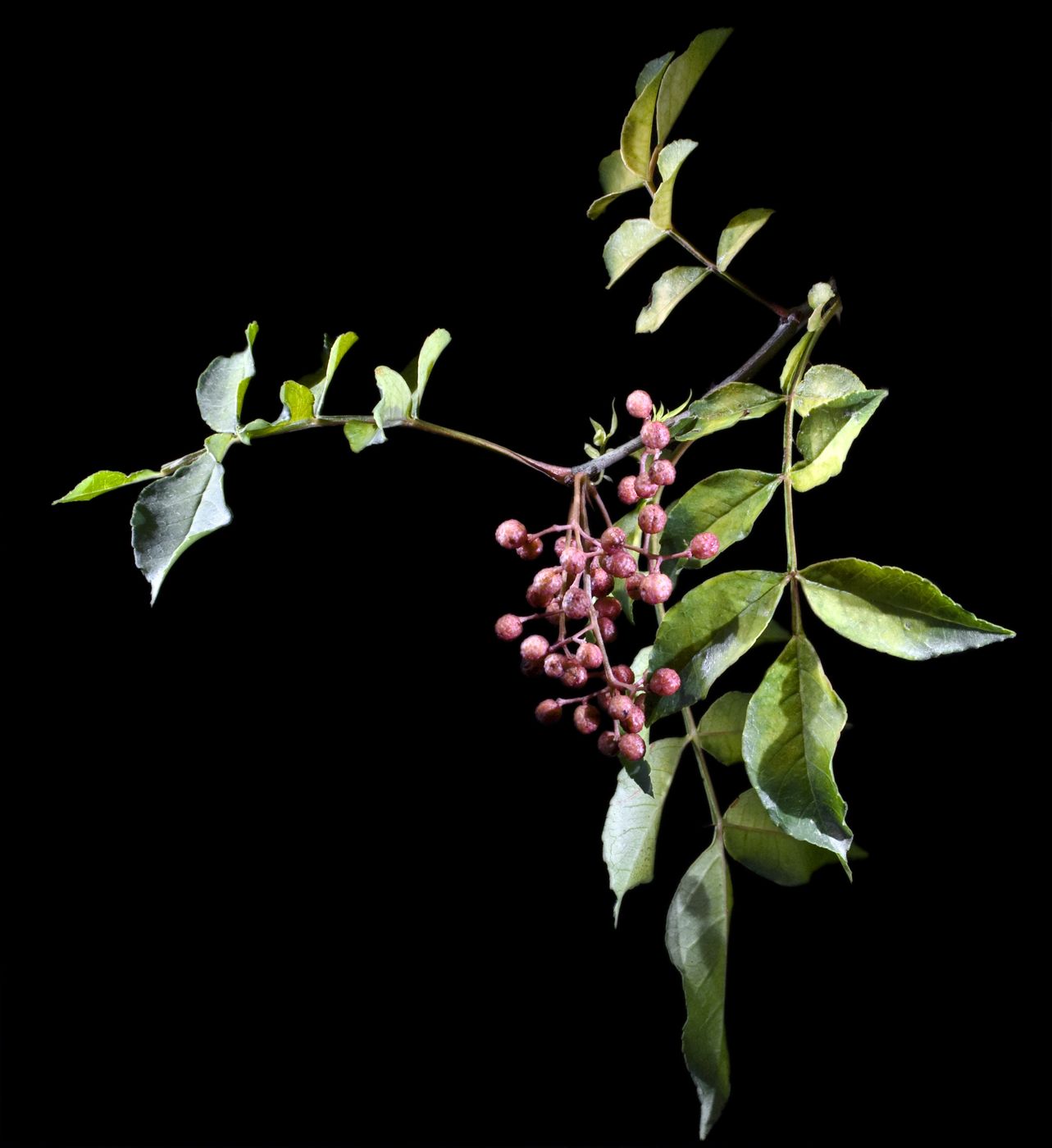 Chopi (Korean Pepper, Zanthoxylum piperitum)