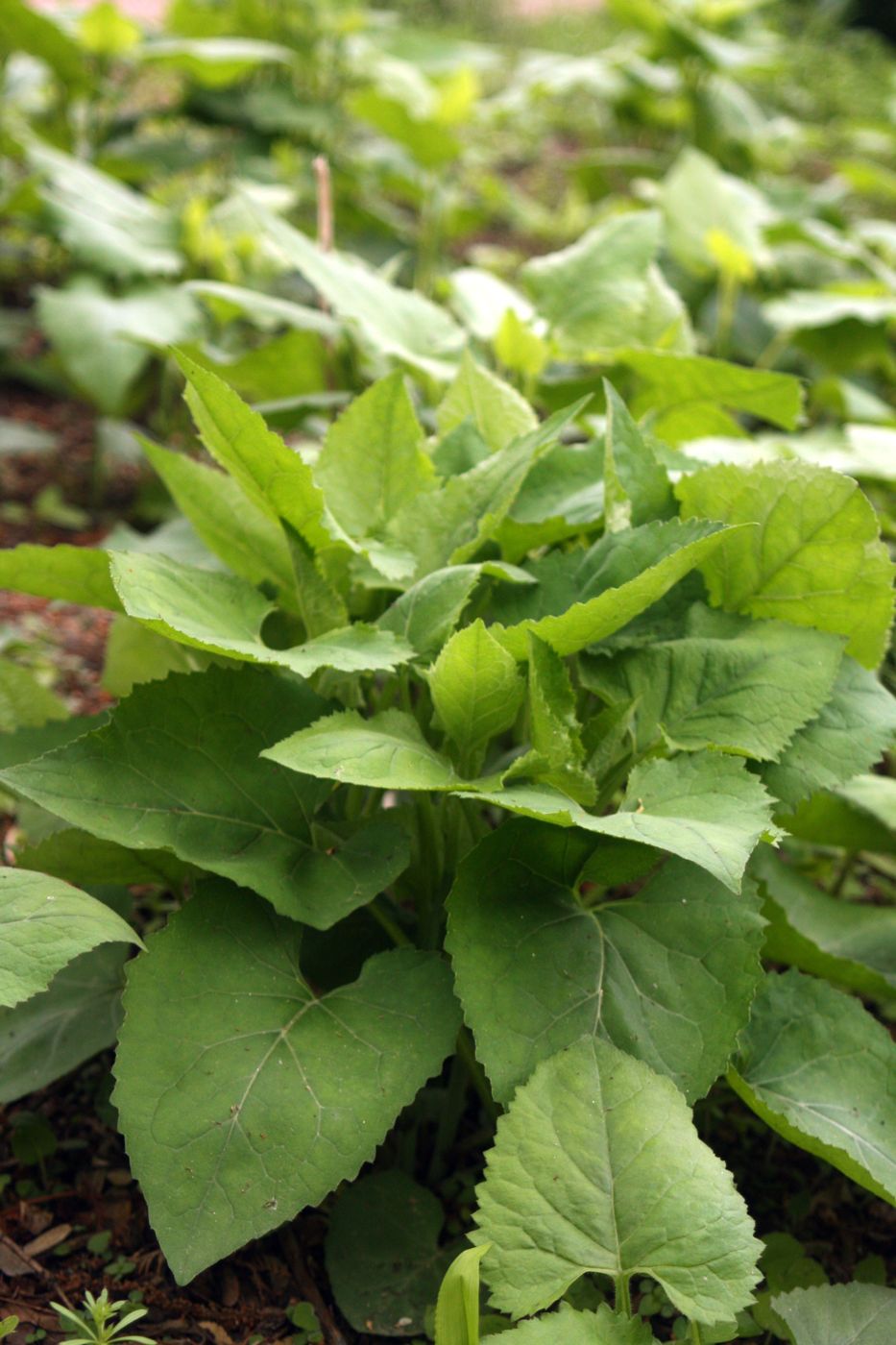 Aster greens (chwi)