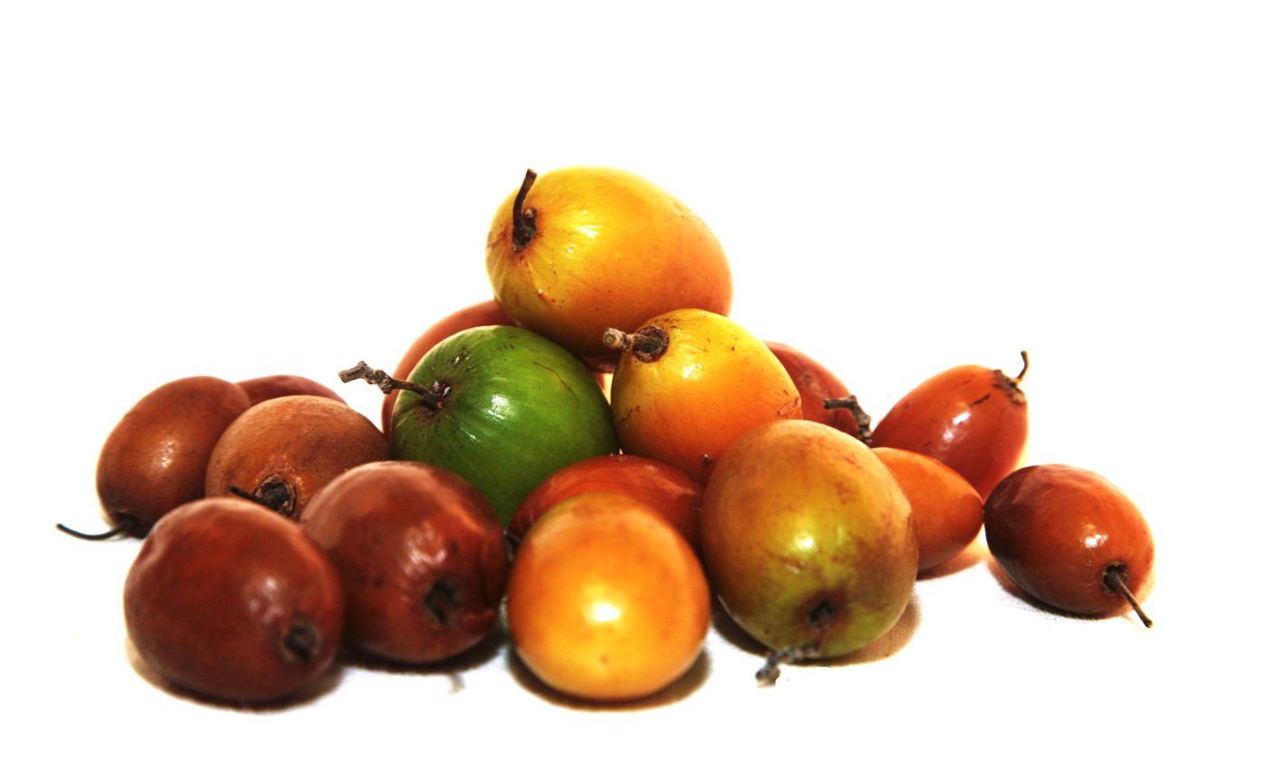 Jujube (red date)