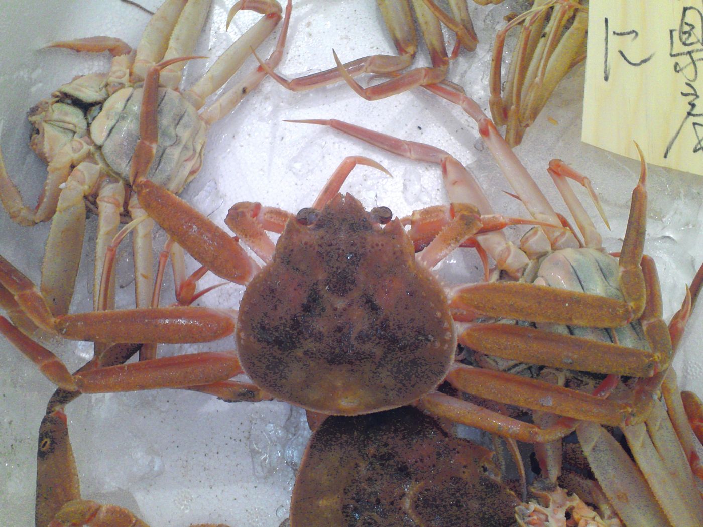 Snow crab (daege)