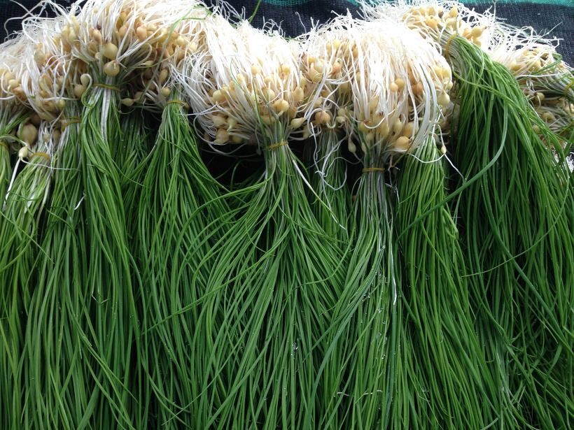 Dallae (Korean wild chive)
