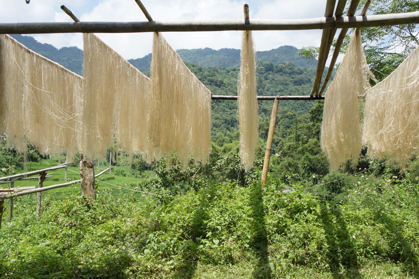 Sweet potato glass noodles