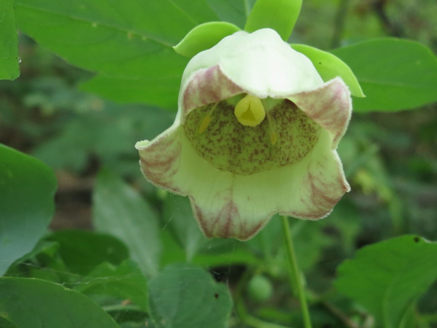 Deodeok (bonnet bellflower root)