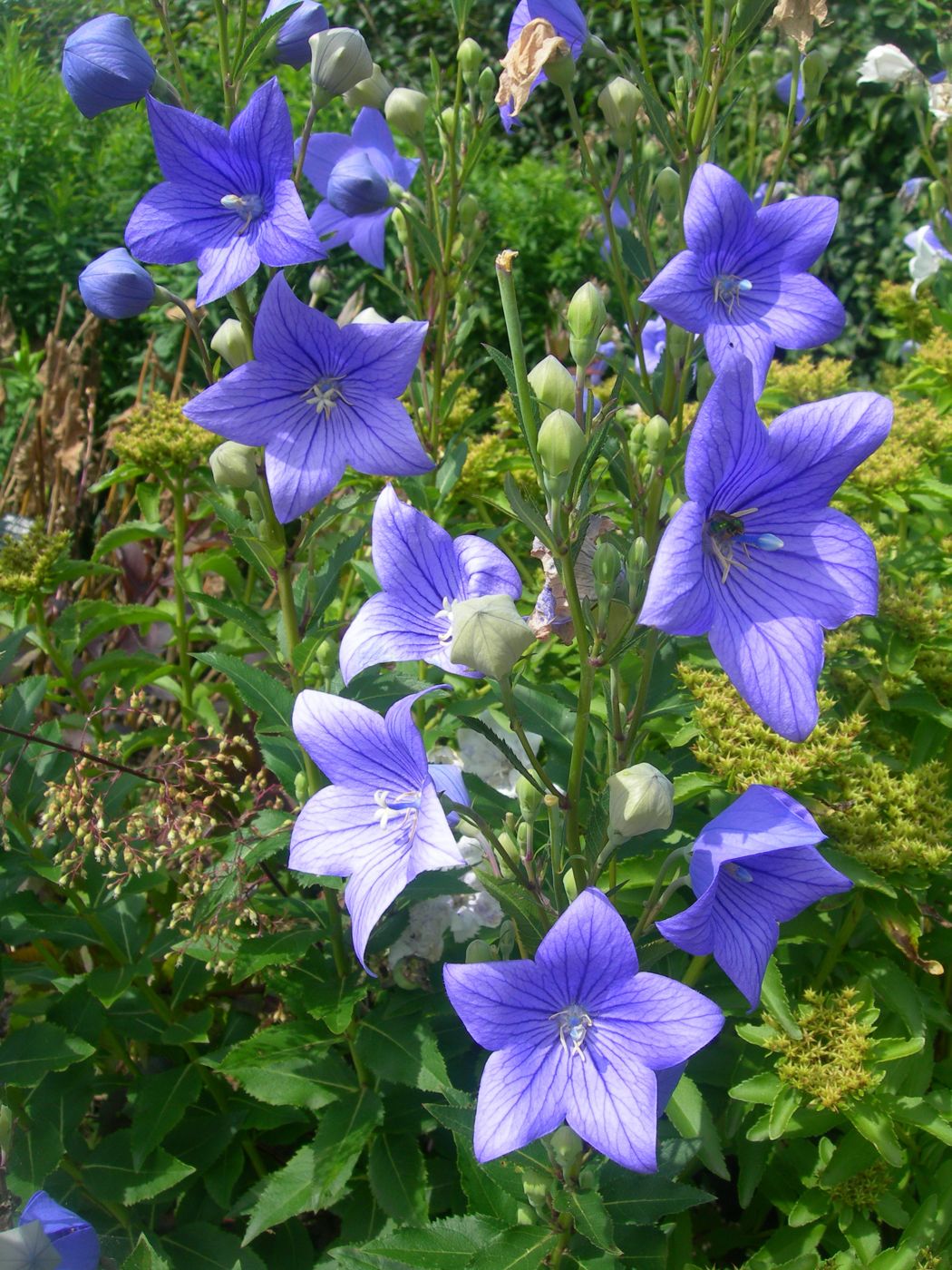 Balloon flower root