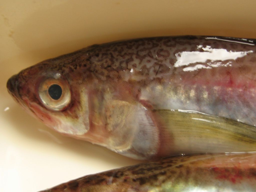 Sailfin sandfish (dorumuk)