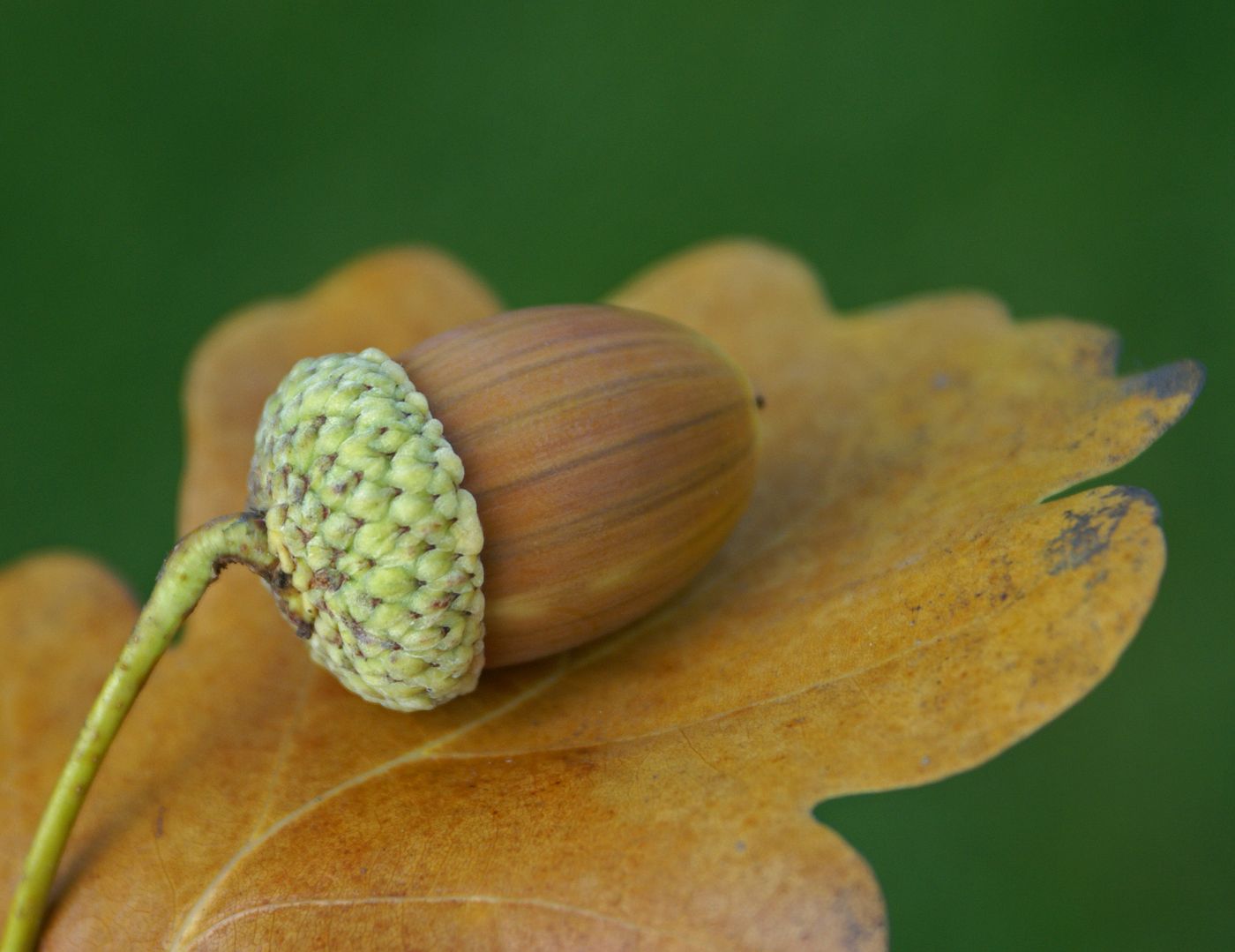 Acorns and acorn starch