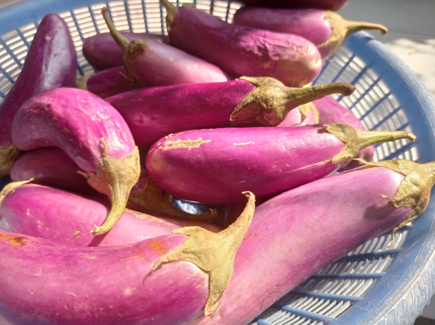 Eggplant