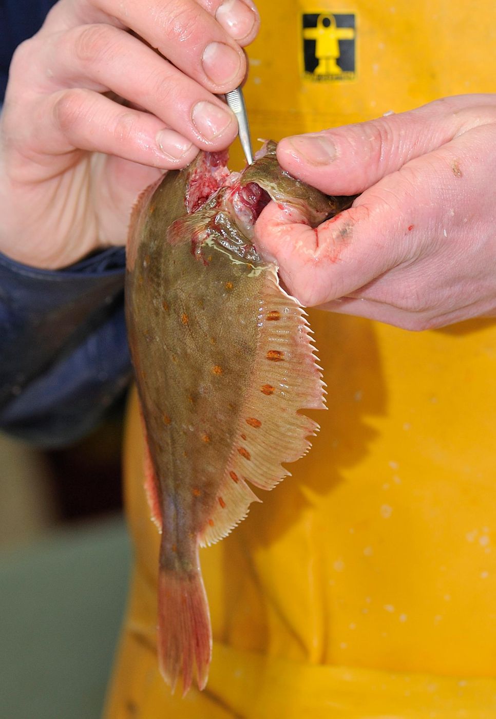 Flatfish (gajami)