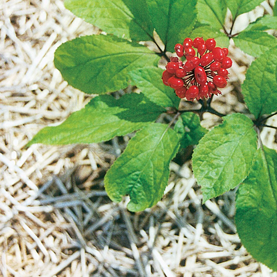 Korean ginseng