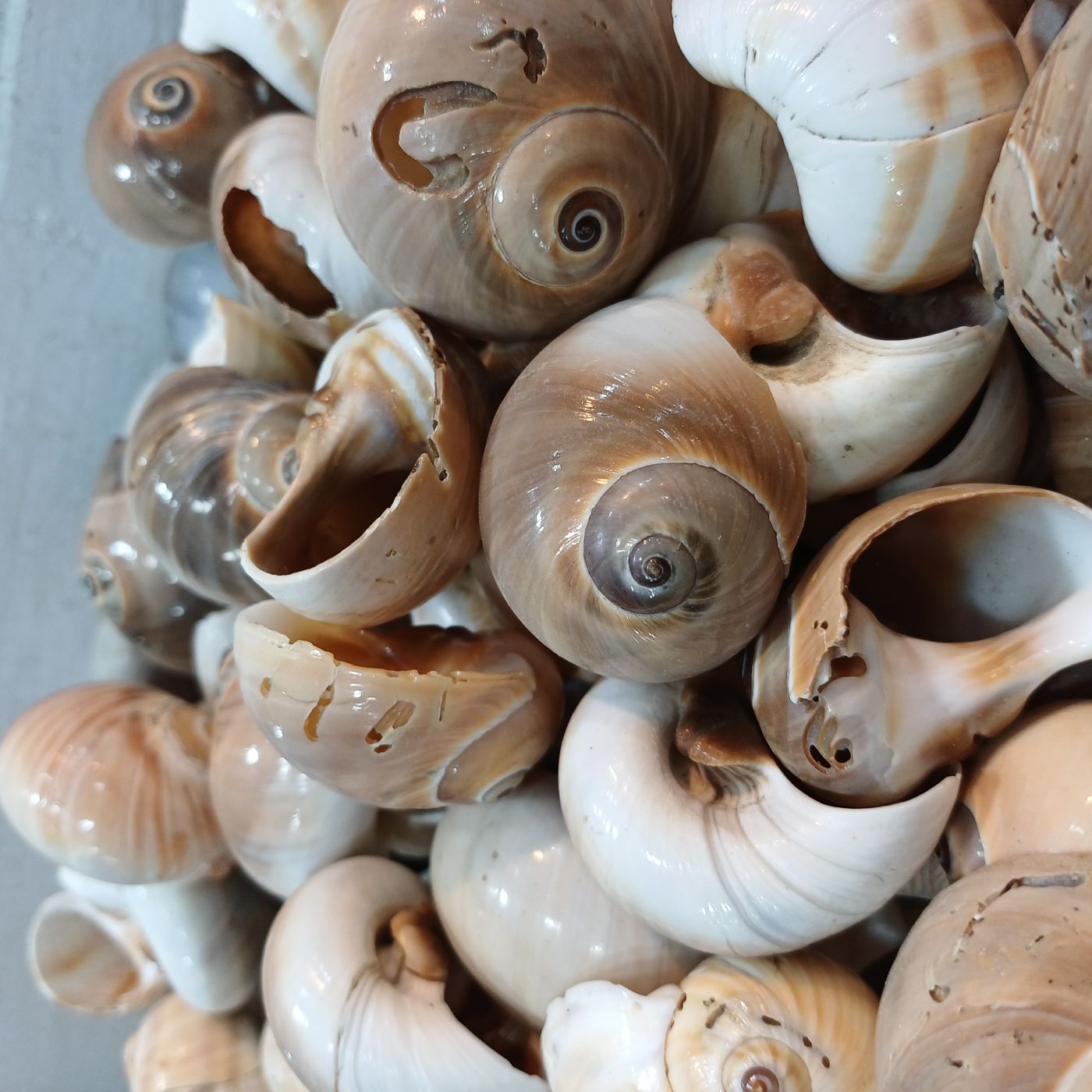 Sea snail / whelk (golbaengi)