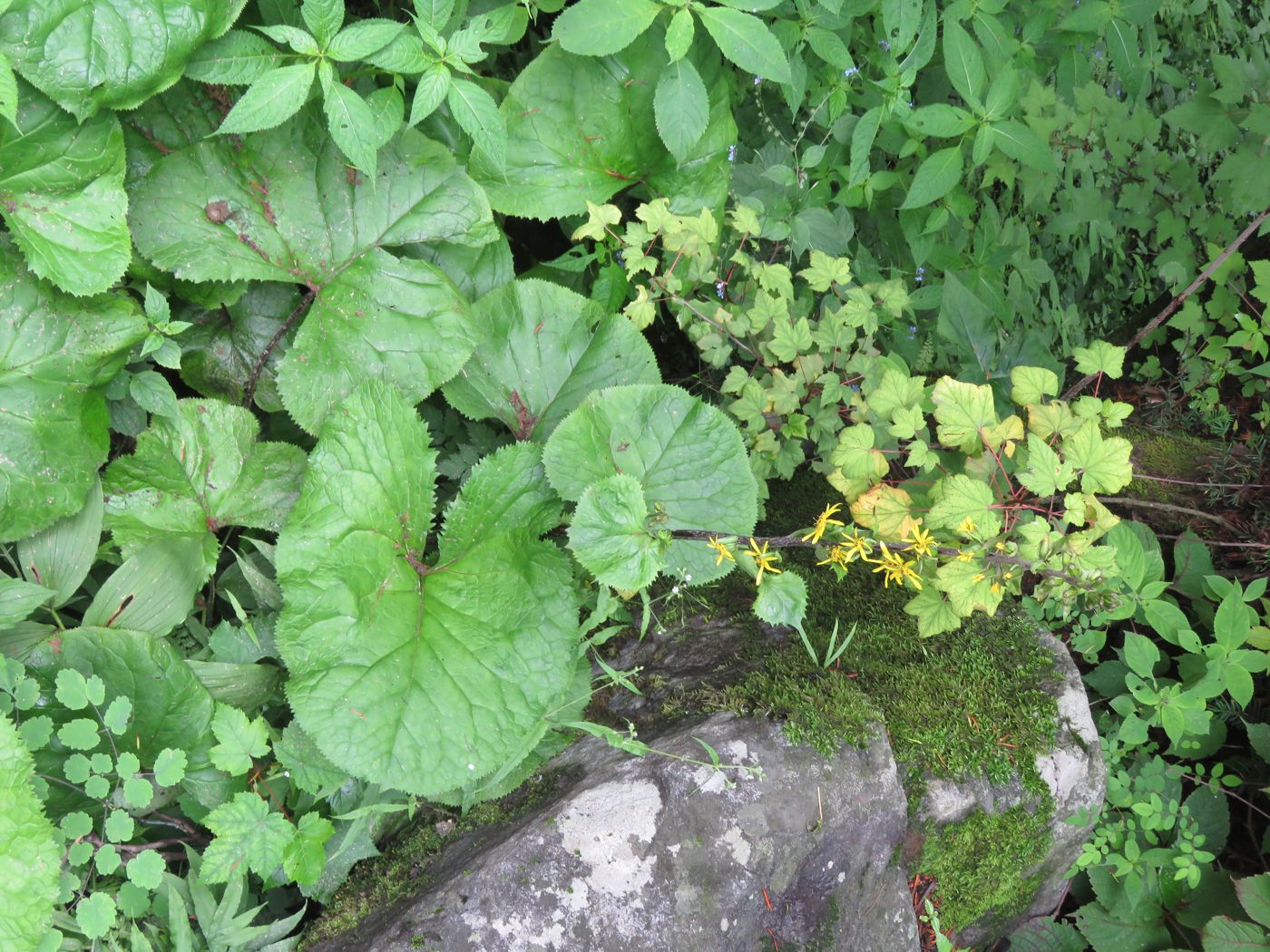 Gomchwi (Fischer's ragwort)