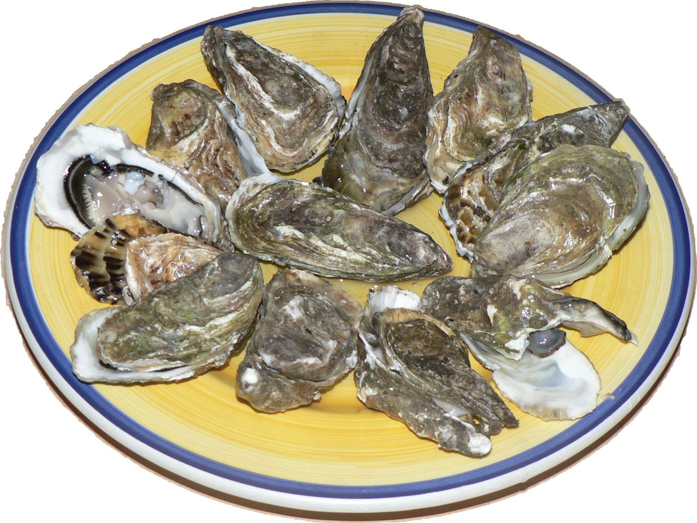 Oyster (gul)