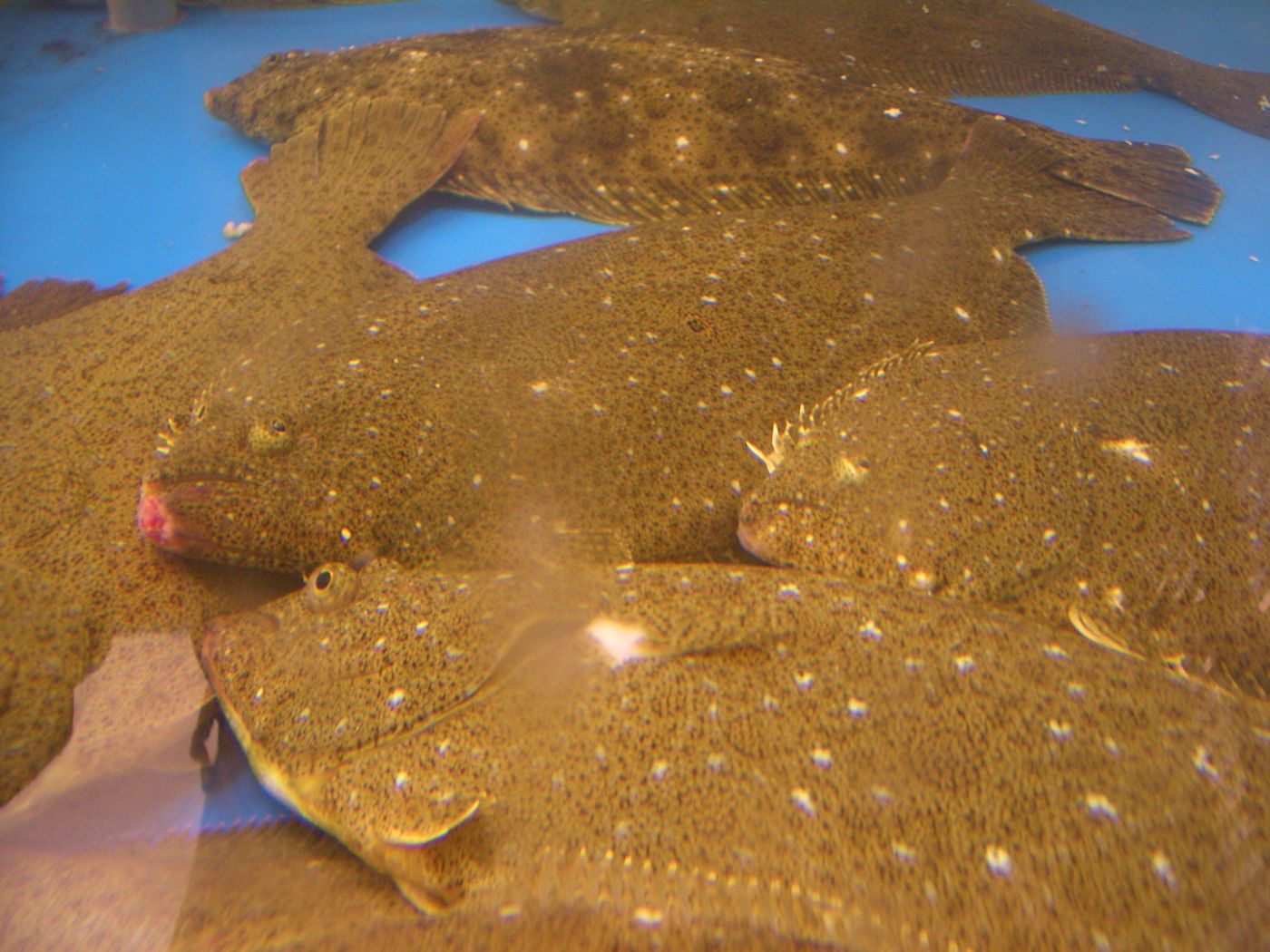 Olive flounder (gwangeo)