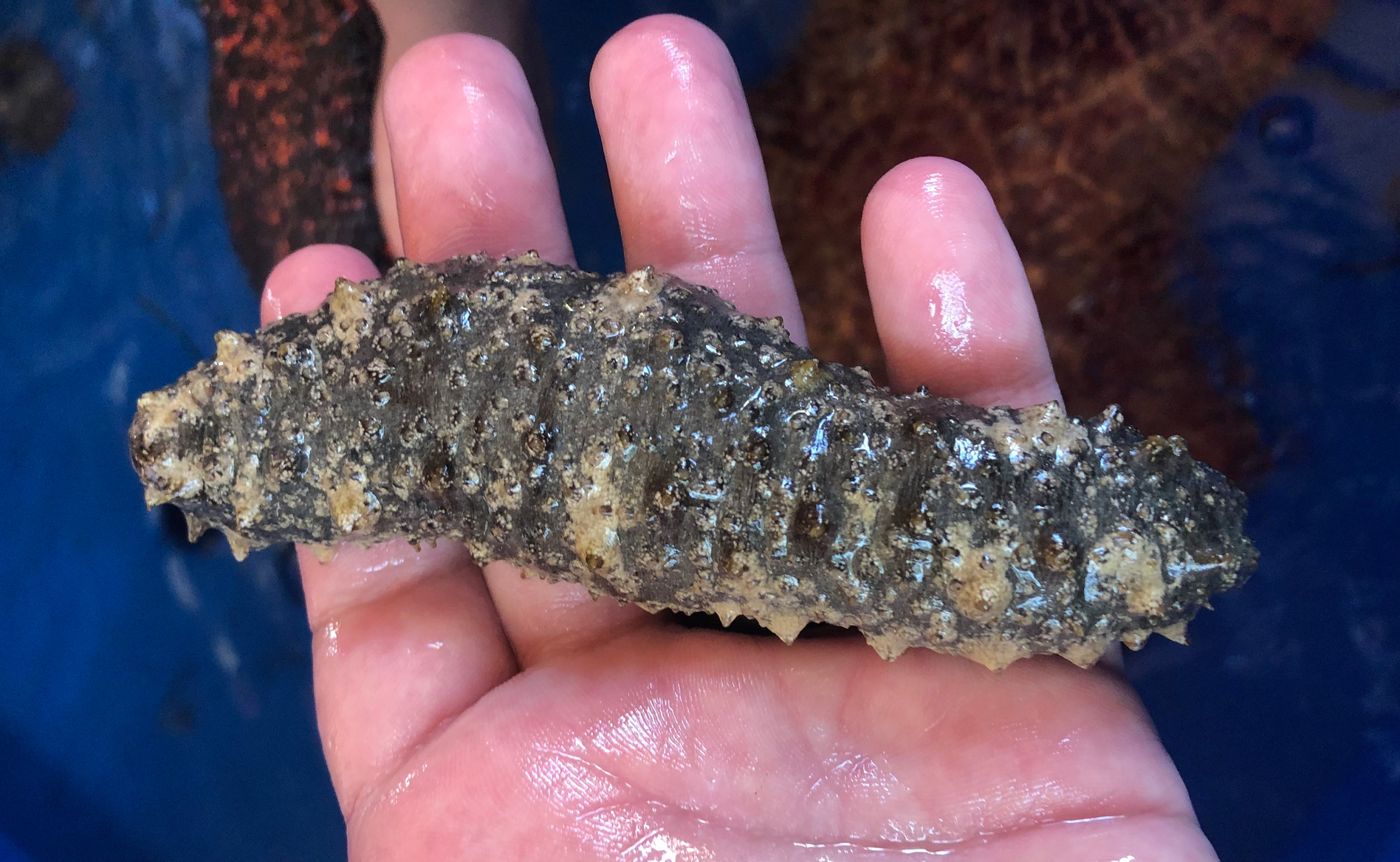 Sea cucumber (haesam)