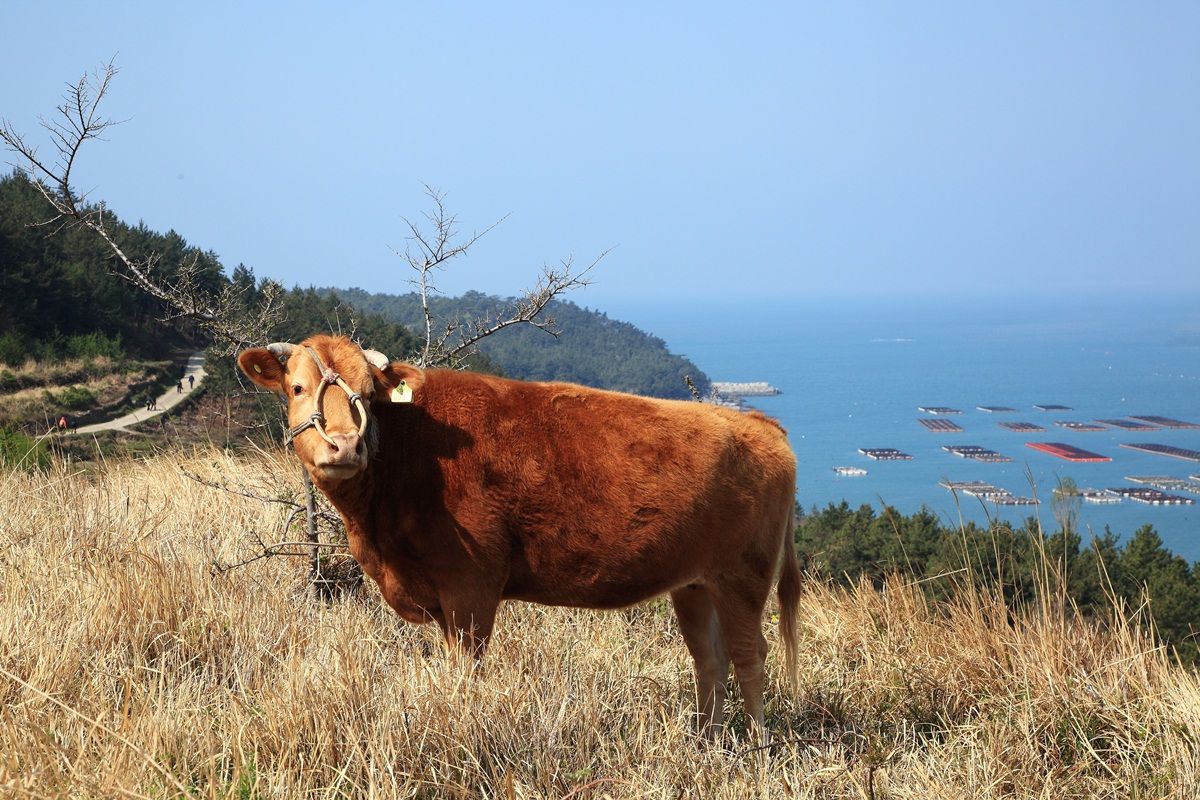 Hanu (Korean native beef)
