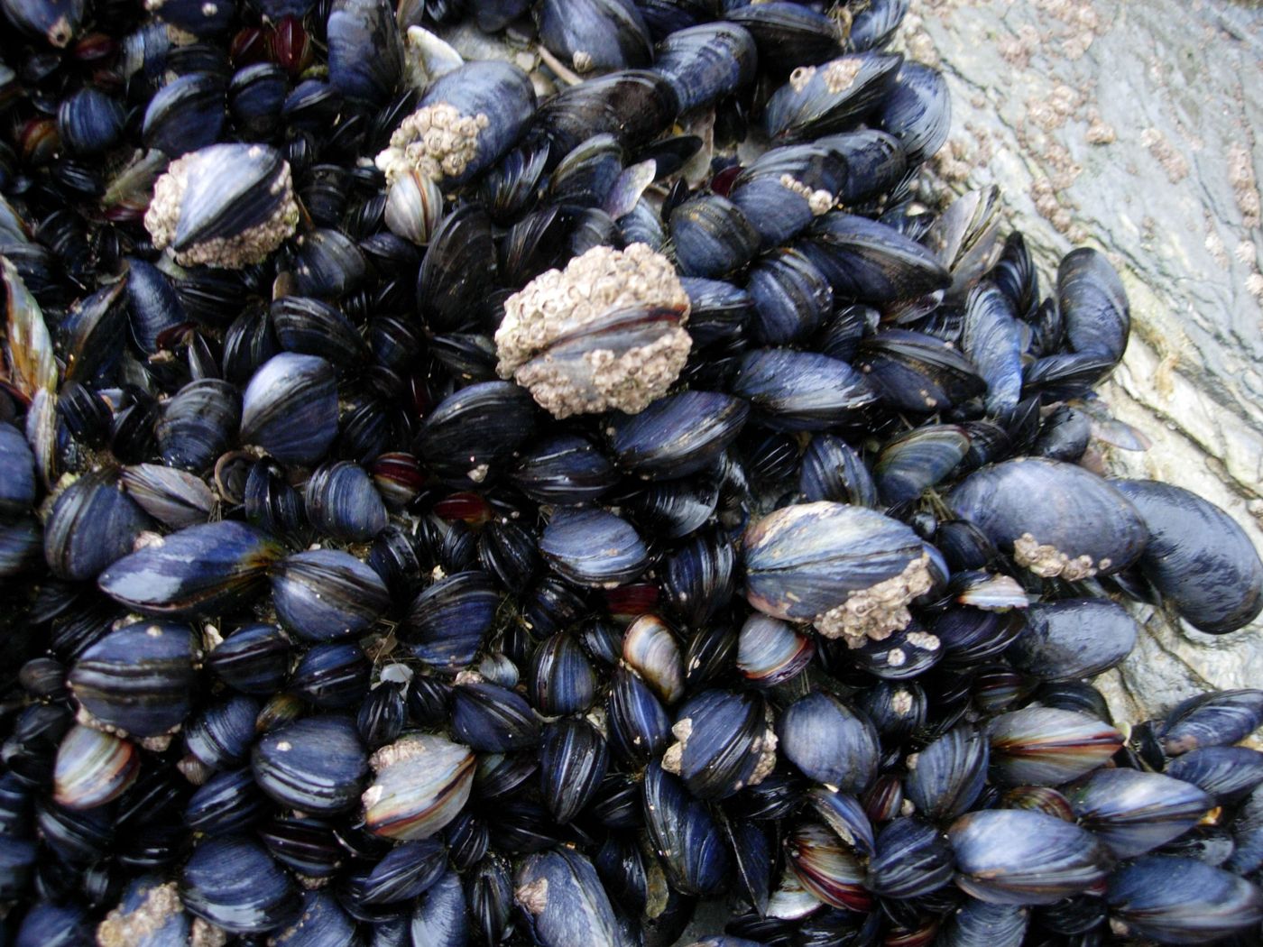Mussels