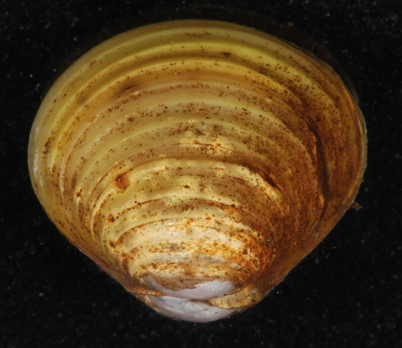Marsh clams (jaecheop)