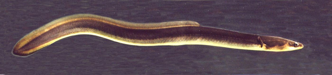 Eel (jangeo)