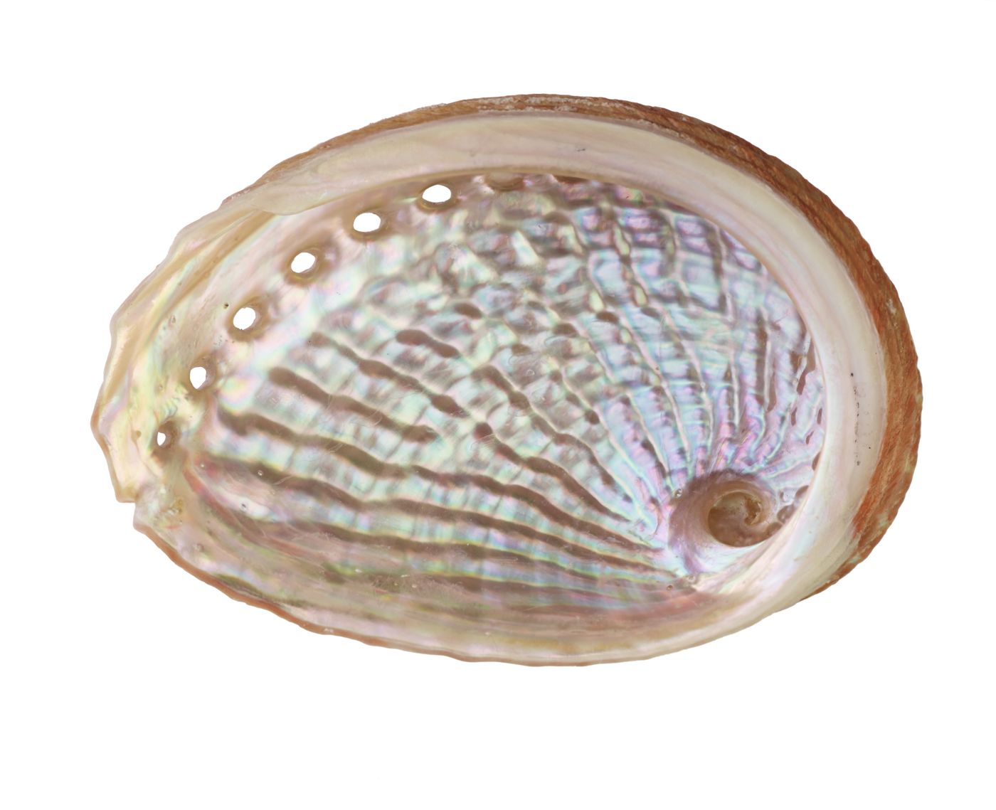 Abalone (jeonbok)