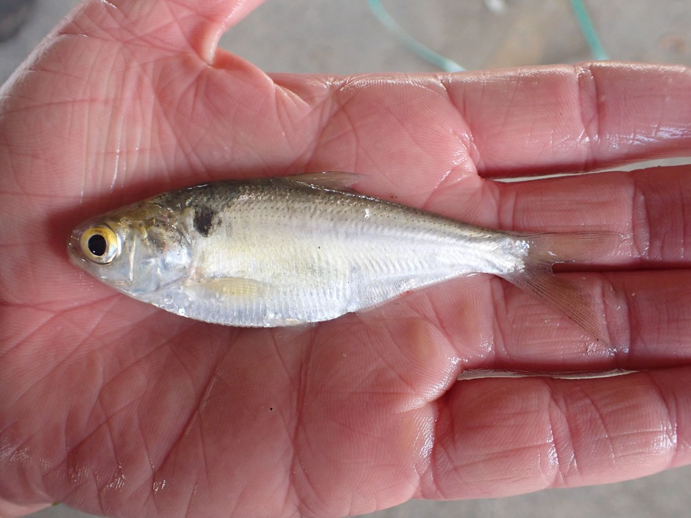 Gizzard Shad