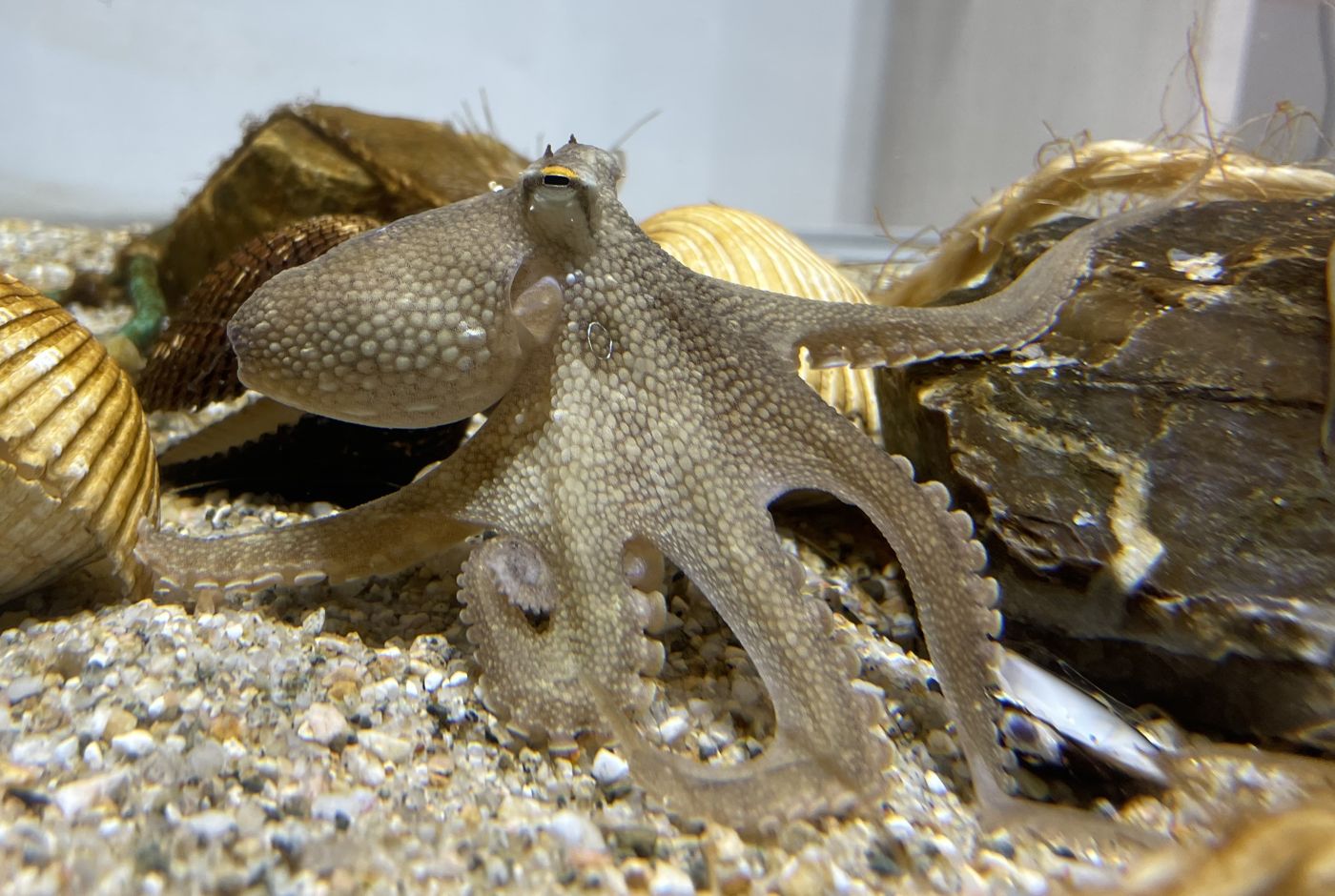 Webfoot octopus (jjukkumi)