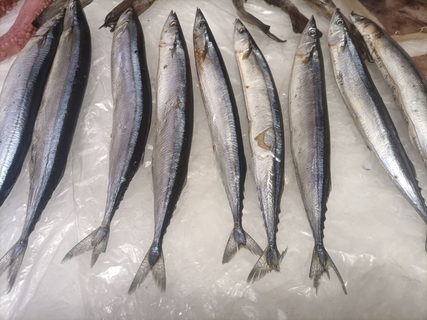 Pacific saury (kkongchi)