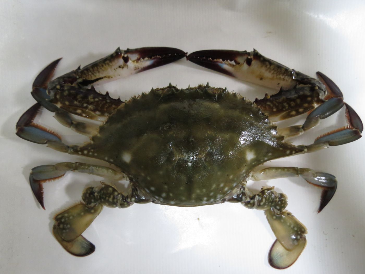 Swimming crab (kkotge)