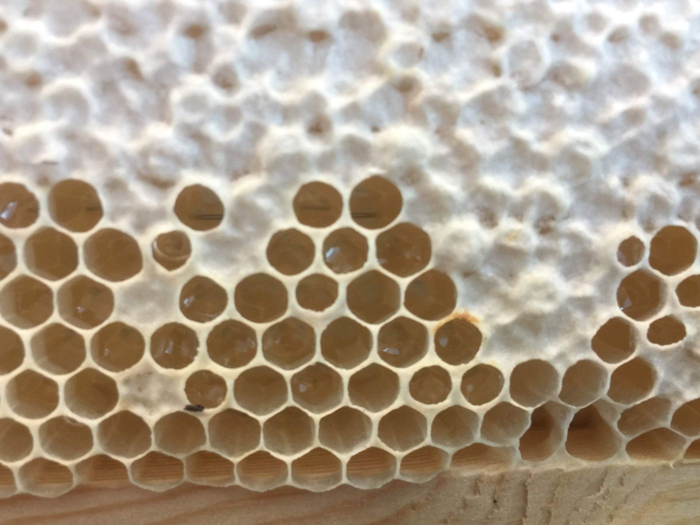 Honey