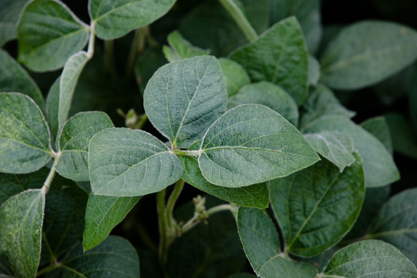 Kongnip (soybean leaves)
