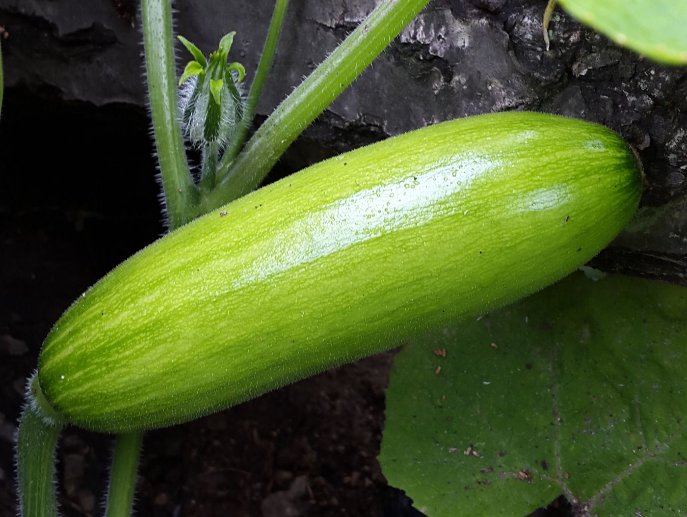 Korean zucchini
