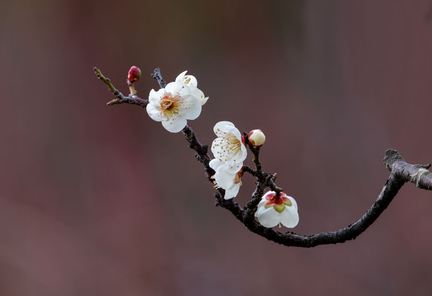 Maesil (green plum)
