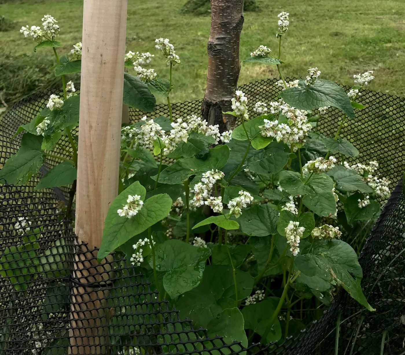 Buckwheat