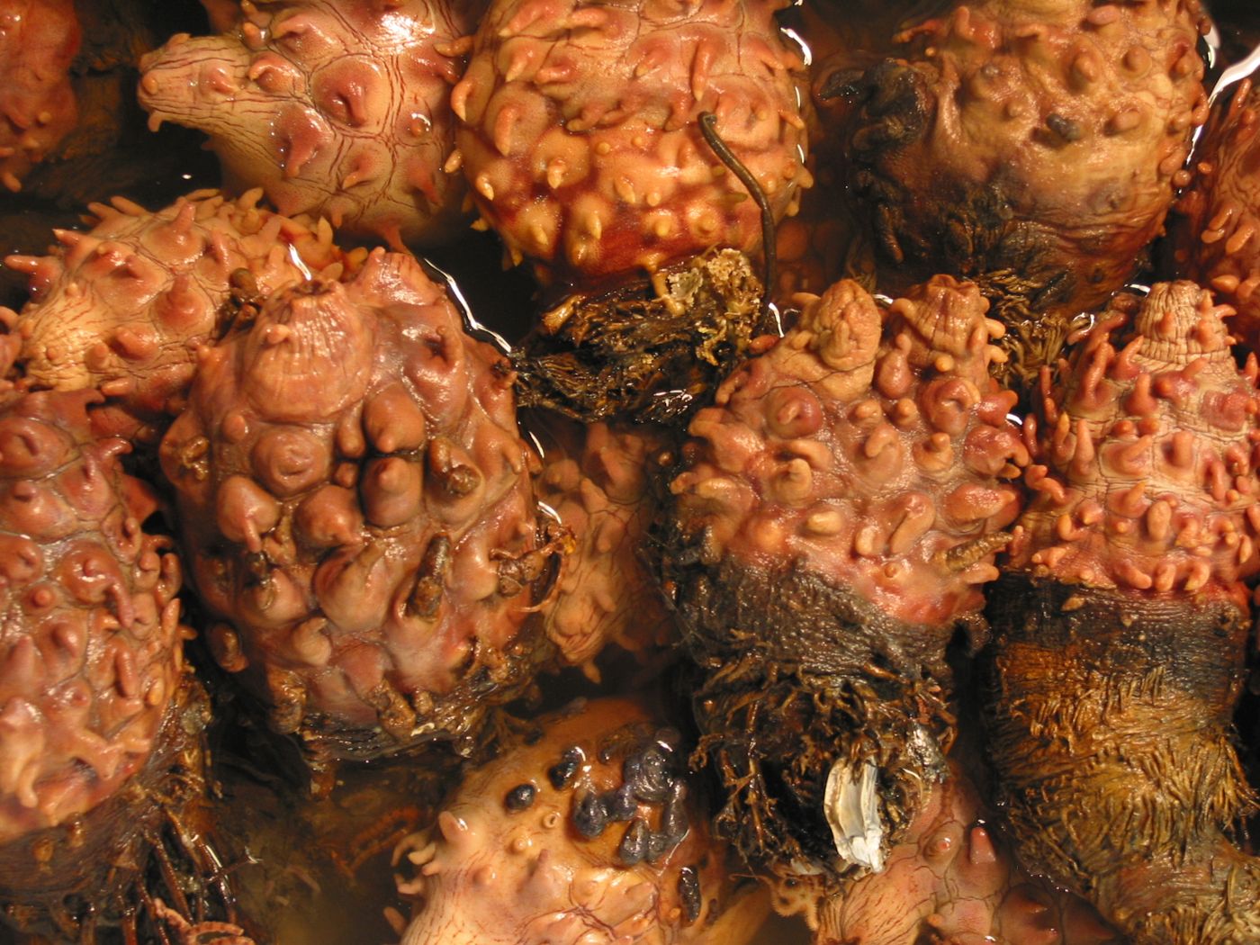 Sea squirt (meongge)