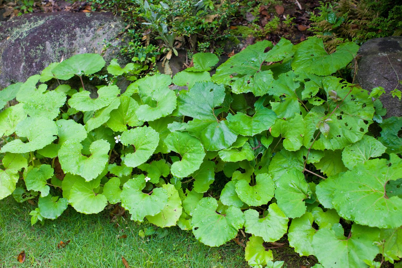 Japanese butterbur (meowi)