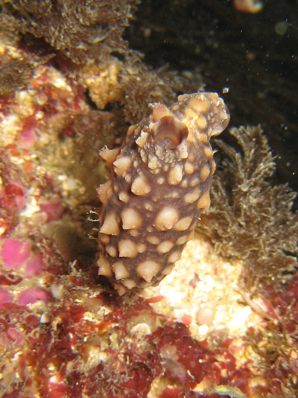 Warty sea squirt (mideodeok)