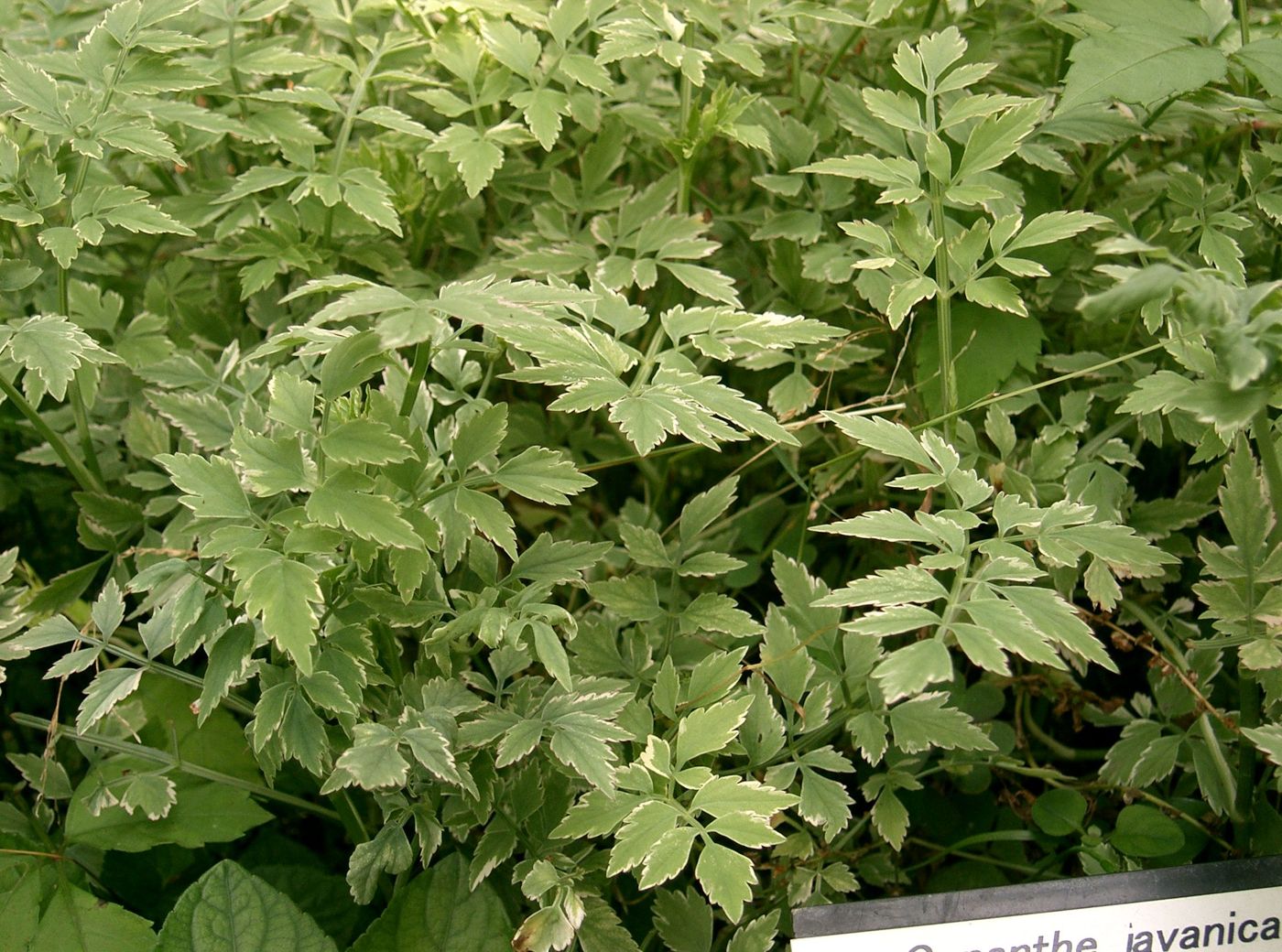 Minari (water dropwort)