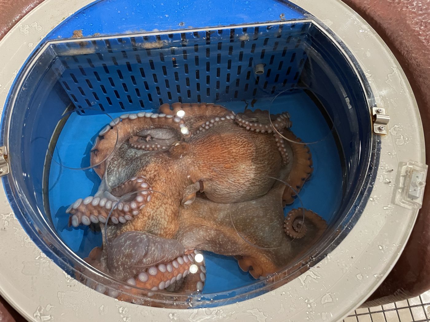 Octopus (muneo)