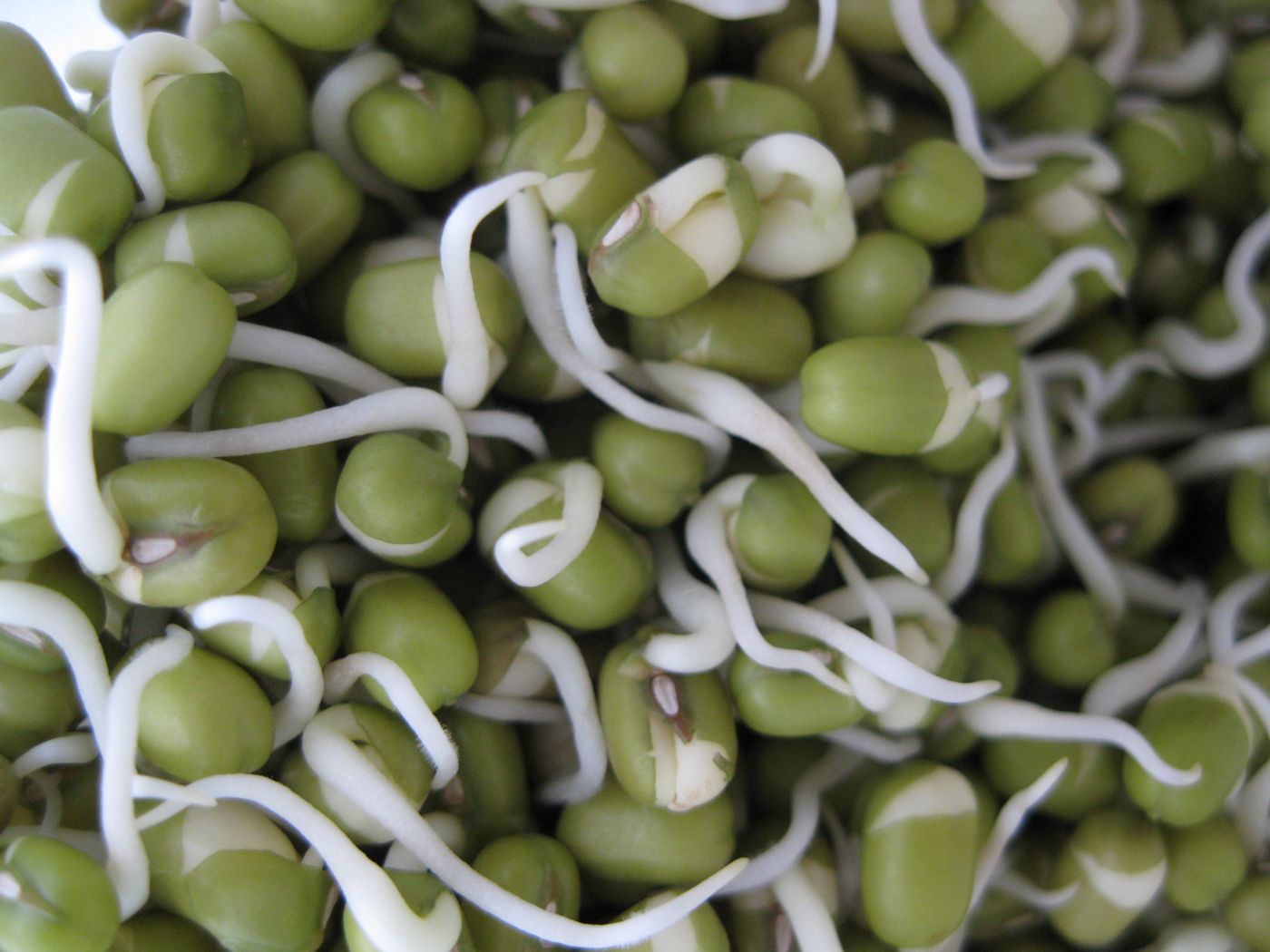 Mung bean sprouts