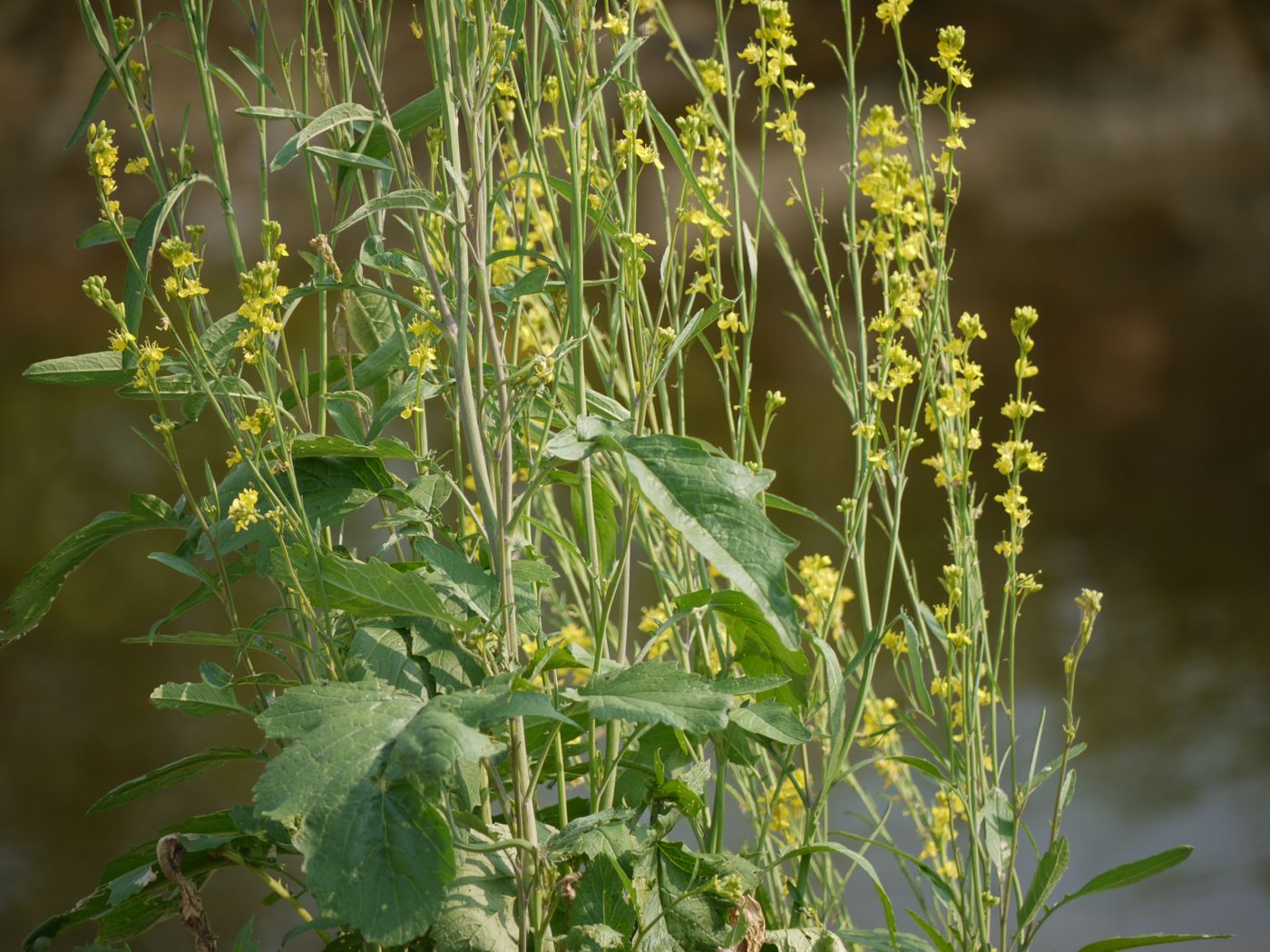 Mustard greens (gat)