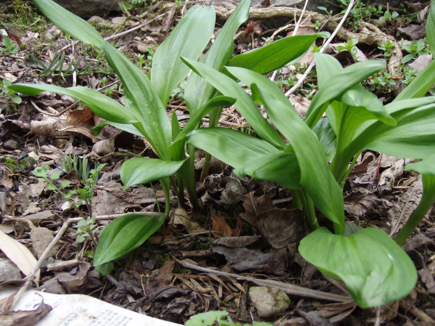 Myeongi (Ulleungdo Wild Garlic, Alpine Leek)