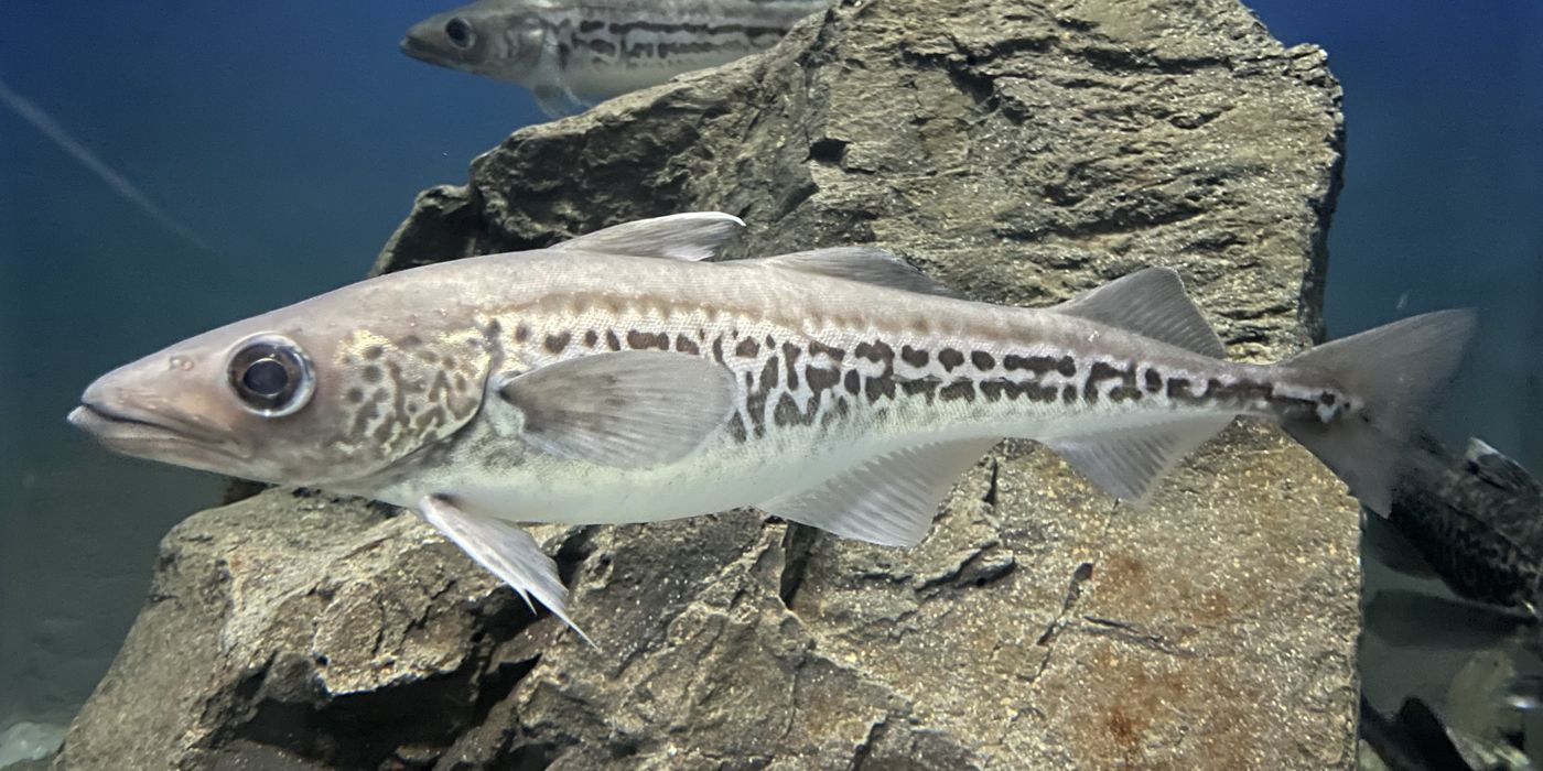 Alaska pollock (myeongtae)