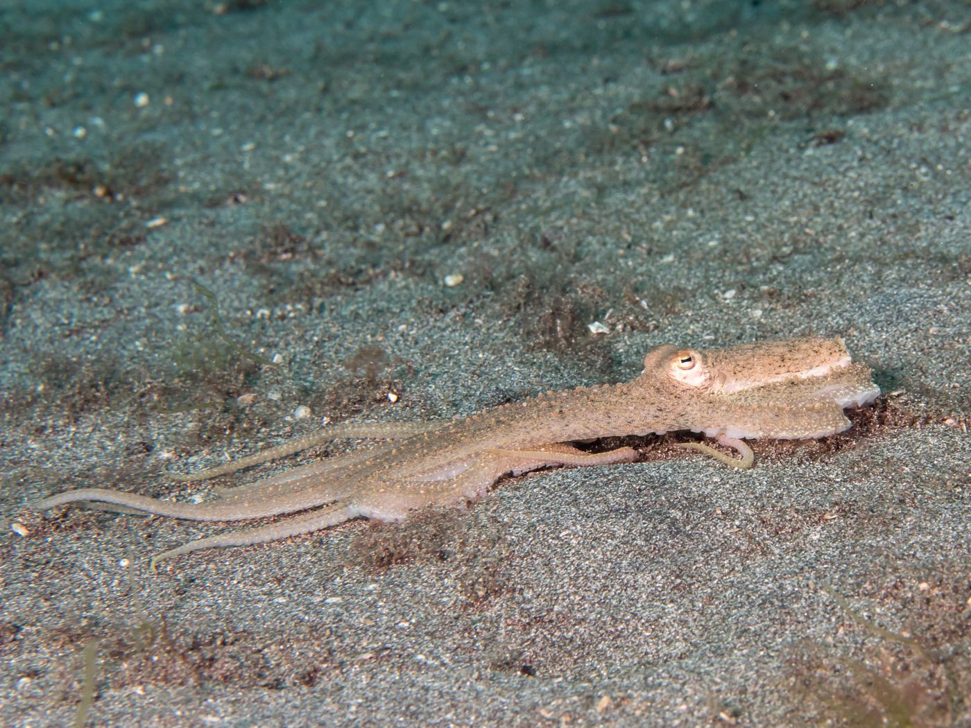 Long-arm octopus (nakji)