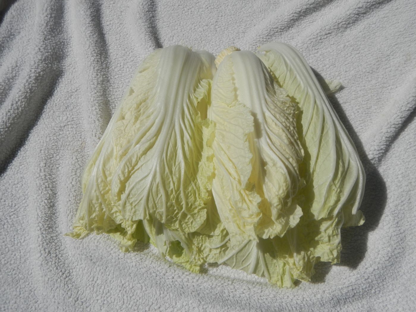 Napa cabbage