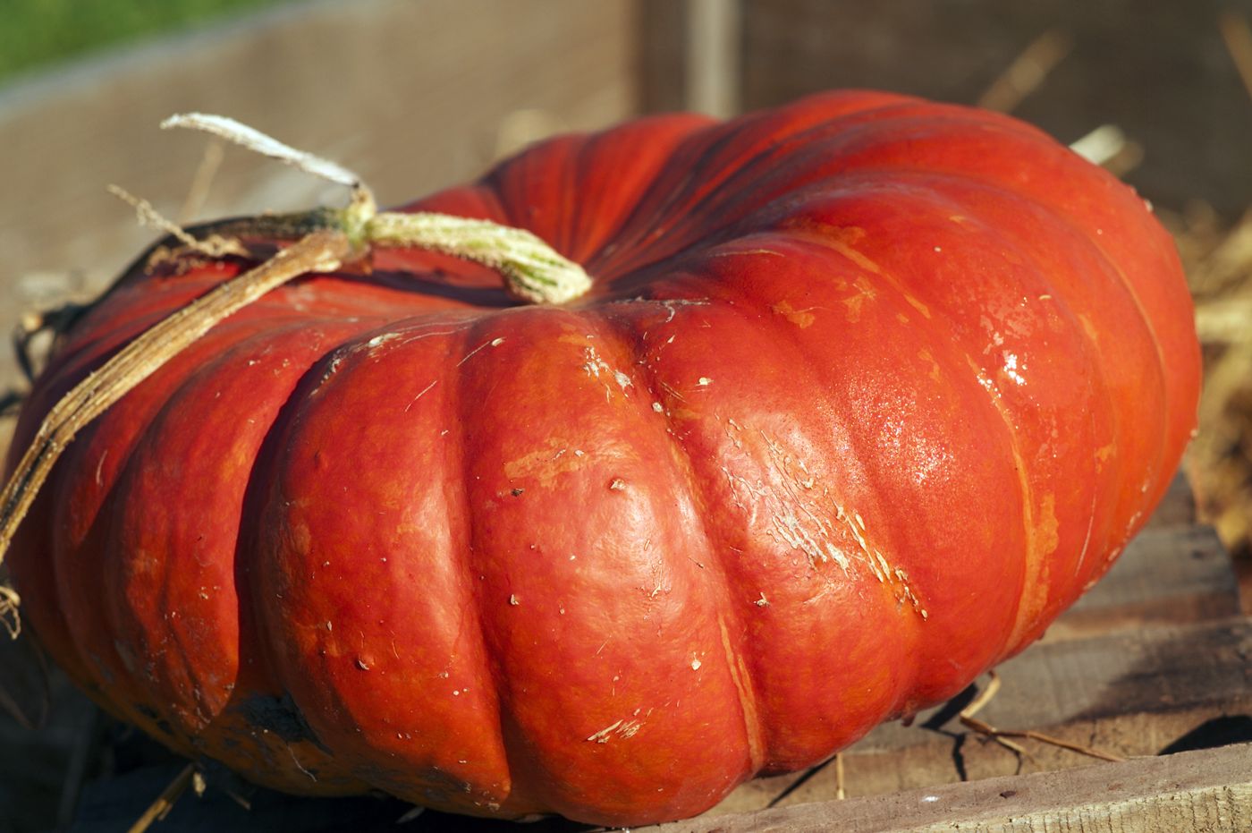 Neulgeun-hobak (mature Korean pumpkin)